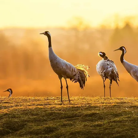 Strandglueck Am Malchower Mit Garten Apartament *